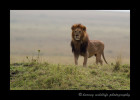 This lion is the leader of the Marsh pride in the Masai Mara. He hears another lion roaring off in the distance. Although his rival is miles away, he quickly perks up and takes attention.