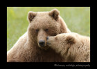 This is a 15 month old brown bear cub and mommy. This is my favourite picture from my Alaskan adventure.