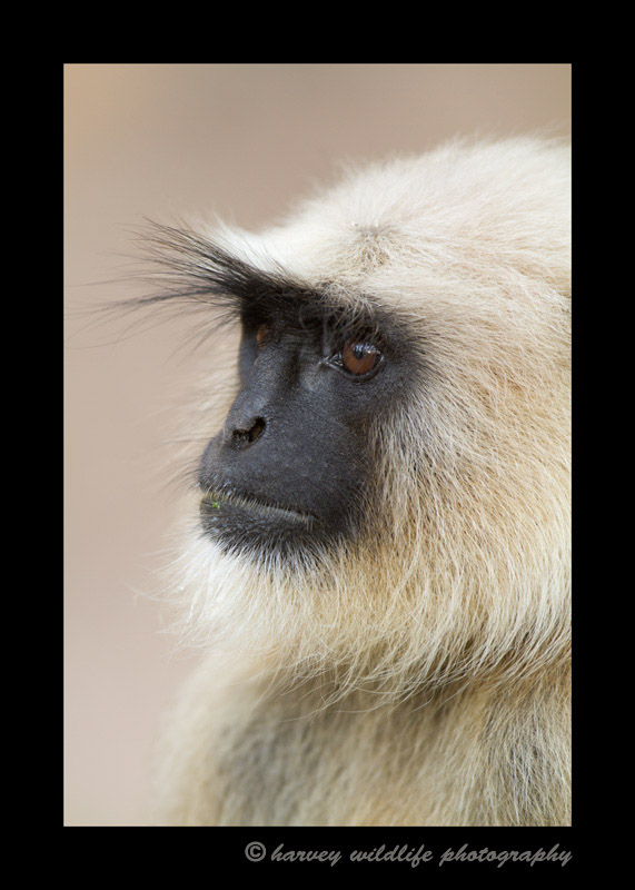 We came across this langur monkey in Pench National Park. He was kind enough to pose for us.