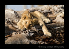 Photo of a juvenile lion lying on a fig tree.