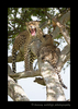 Picture of Bahati yawning, a leopard in the Masai Mara National Park and her male cub.