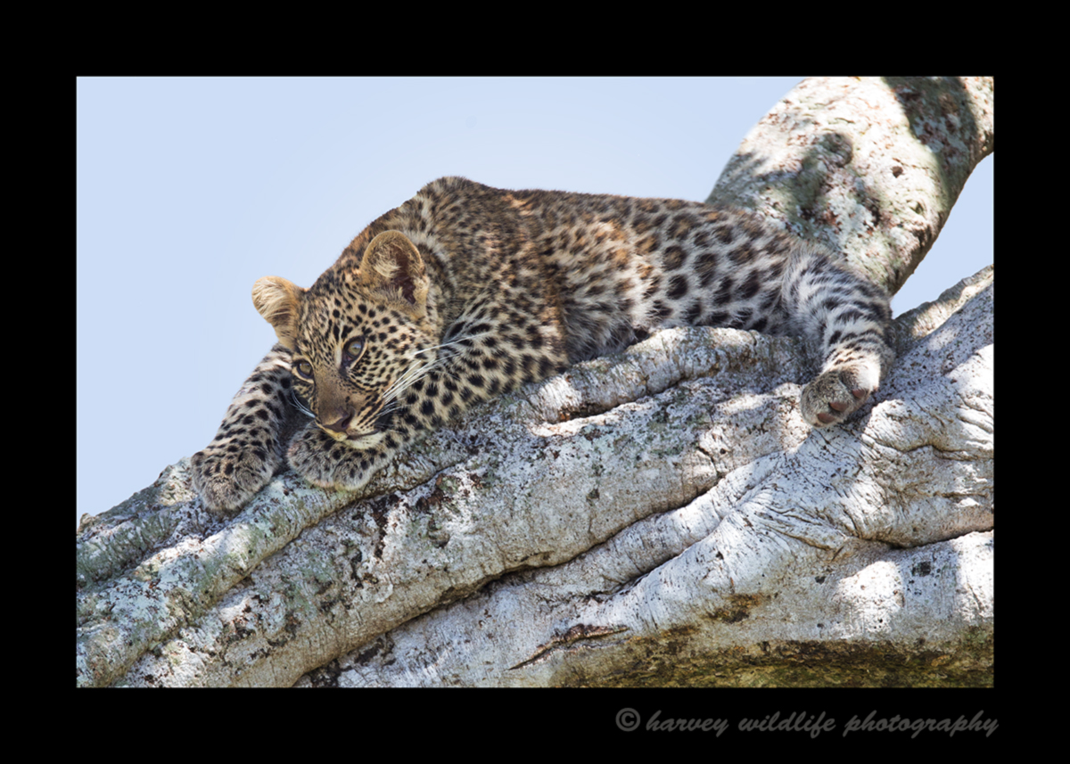Picture of a leopard cub lying in a tree in the Masai Mara National Park. Photo by Harvey Wildlife Photography.