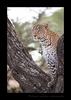 Leopard, Fig, Masai Mara, HW Safaris