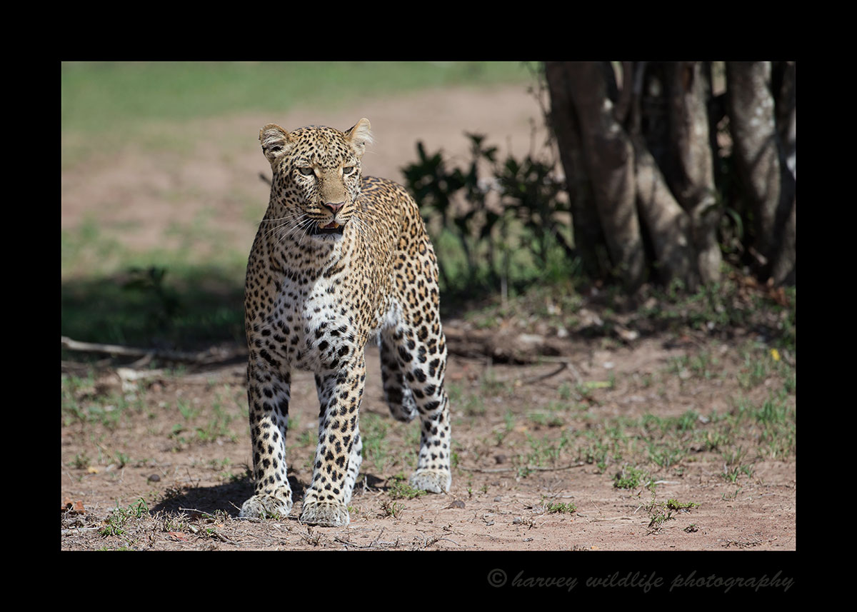 Leopard Kaboso