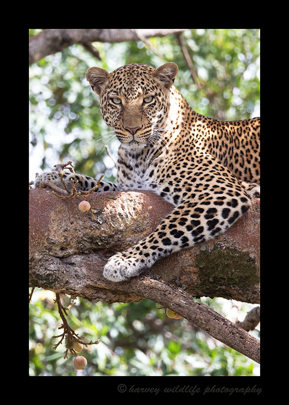 Leopard Kaboso, Masai Mara, HW Safaris