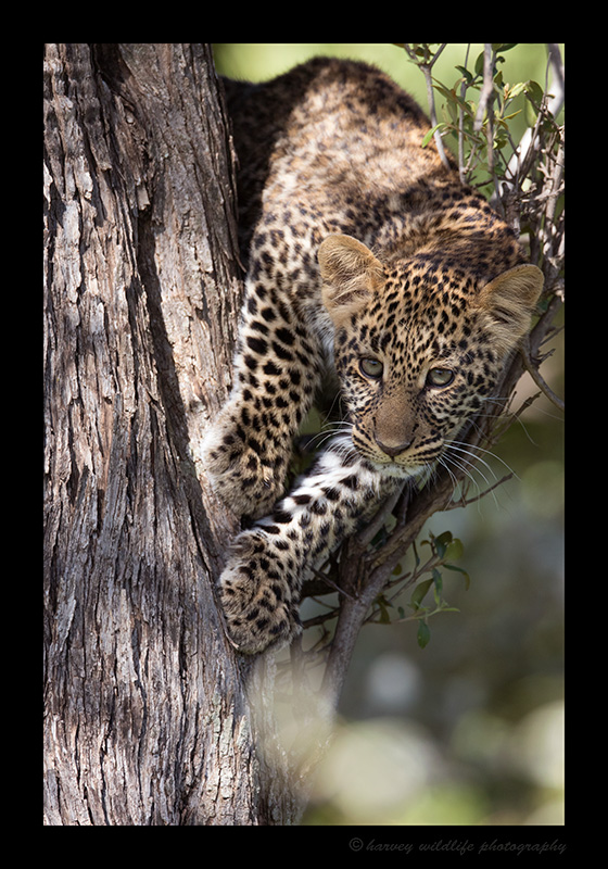 Leopard Male Cub 2018