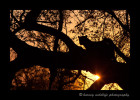 On our first game drive in South Africa we saw this leopard just before the sun started to set. I've always wanted to get a leopard silhouette picture and this was my first reasonable crack at it.