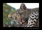Four Month Old Leopard CubKikilezi female's four month old son. August, 2012