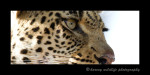Leopard_eyes