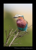 Lilac_Breasted_Roller_9809