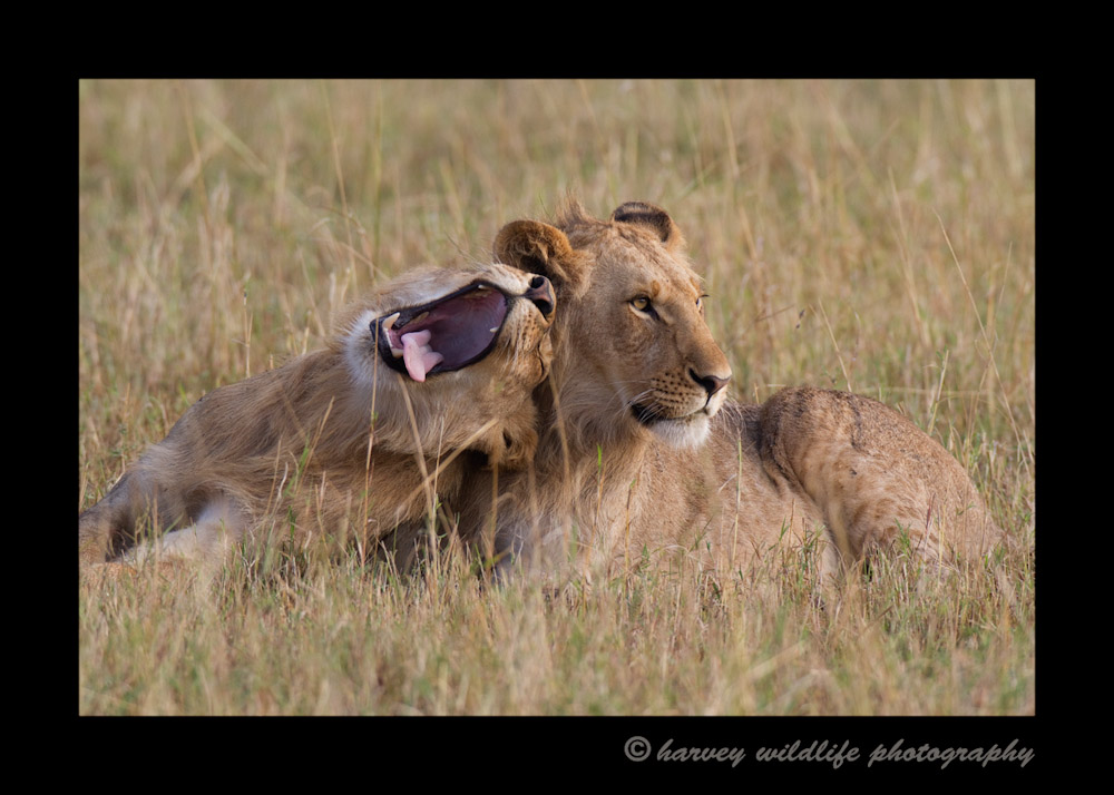 Picture of lion brothers in the Masai Mara.