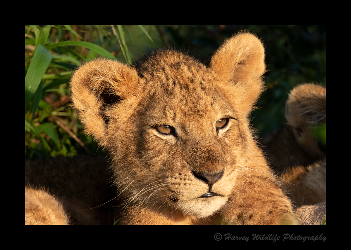 Lion-Cub-2019
