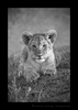 Lion Cub Portrait in Black and White