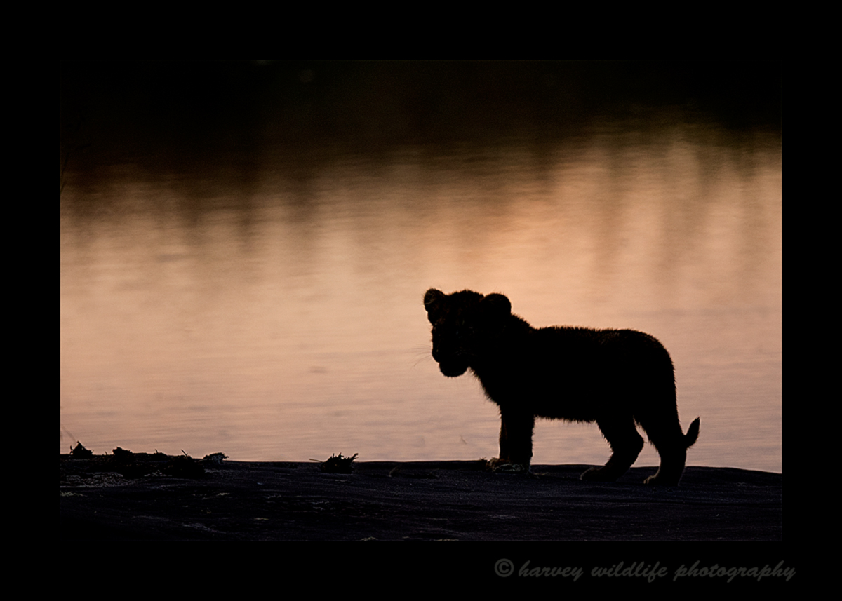 Picture of a lion cub silhouette against the river in the Masai Mara National Park in Kenya.