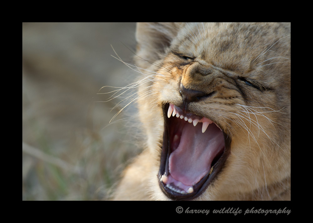 Lion-Cub-Yawn-IMG_1921