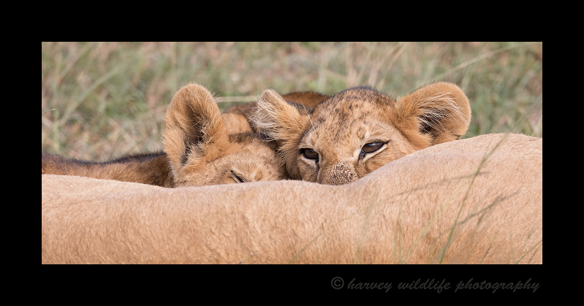 Lion Cubs Nursing Masai Mara, 2018