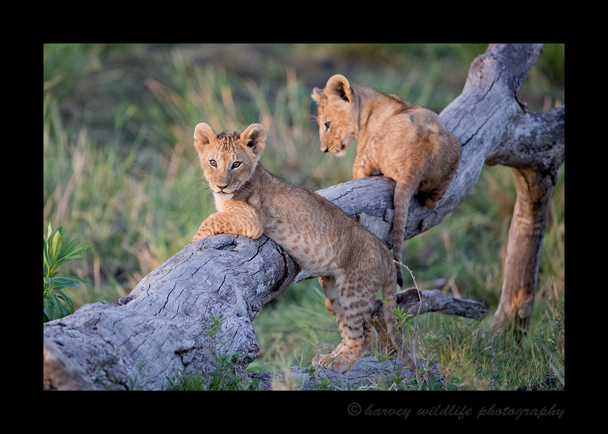 Lion Cubs Playing on a Log