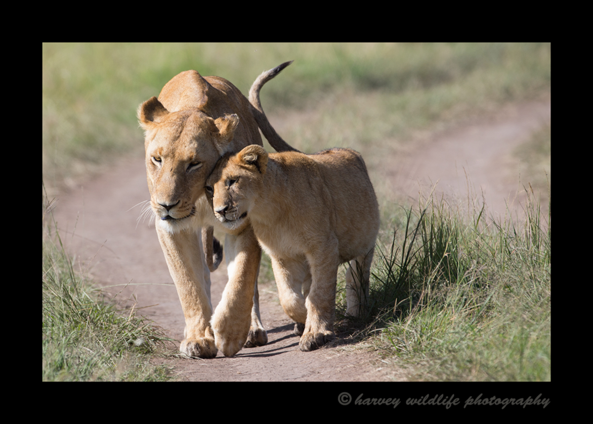 Picture of a lion cub hugging his lioness mother in the Masai Mara National Park in Kenya.
