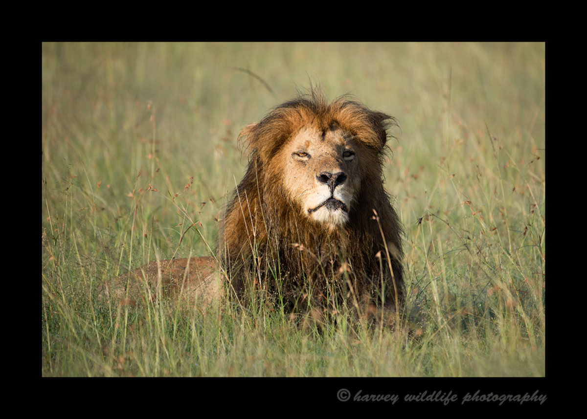 Picture of a lion in the Masai Mara in Kenya. Photo by Harvey Wildlife Photography.
