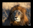 Male Lion, Masai Mara, HW Photo & Safaris