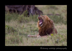 This king of the Marsh pride lets out a huge yawn.