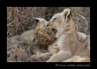 Lion-cubs-fighting-IMG_2315