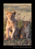 These lion cubs were sitting together as if someone propped them up.