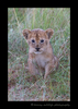 Picture of a lion cub in the rain in the Masai Mara in Kenya. Photo by Greg of Harvey Wildlife Photography.