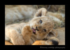 Lion_Cub_IMG_2110