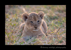 Lion_Cub_Masai_Mara