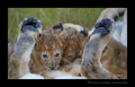 Picture of lion cubs nursing in Masai Mara National Park in Kenya. Photo by Greg of Harvey Wildlife Photography.