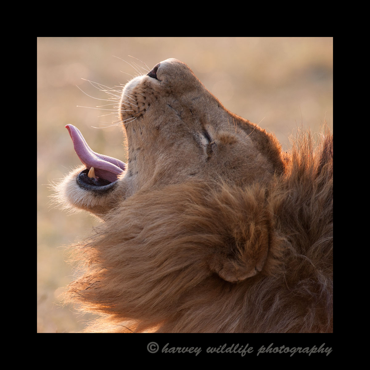 Male lion yawning in the Masai Mara in 2012.