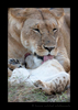 Lioness Grooming Cub, HW Safaris