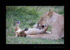 Lioness-Licking-Cub-II