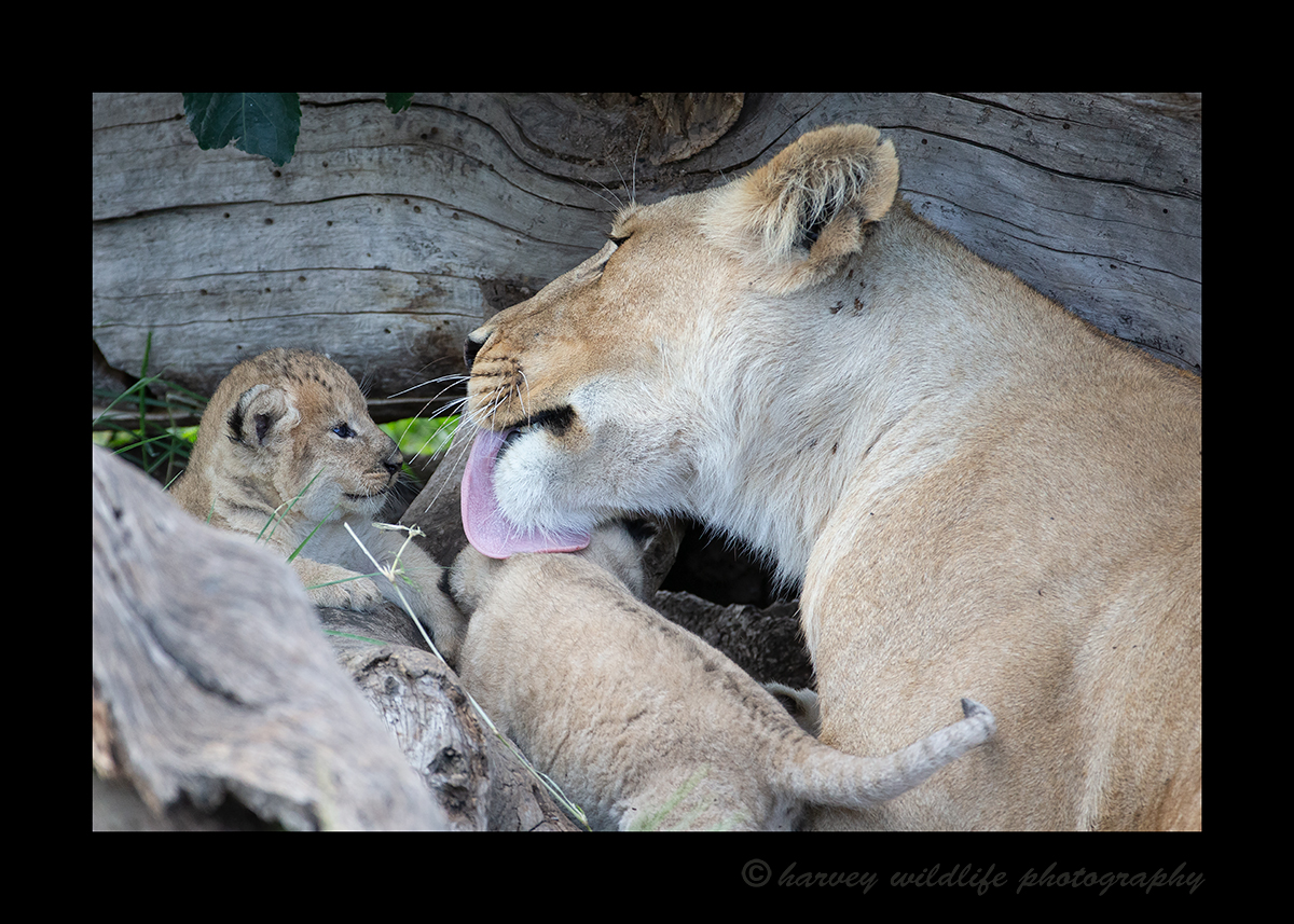 Lioness Rembo licking cub 