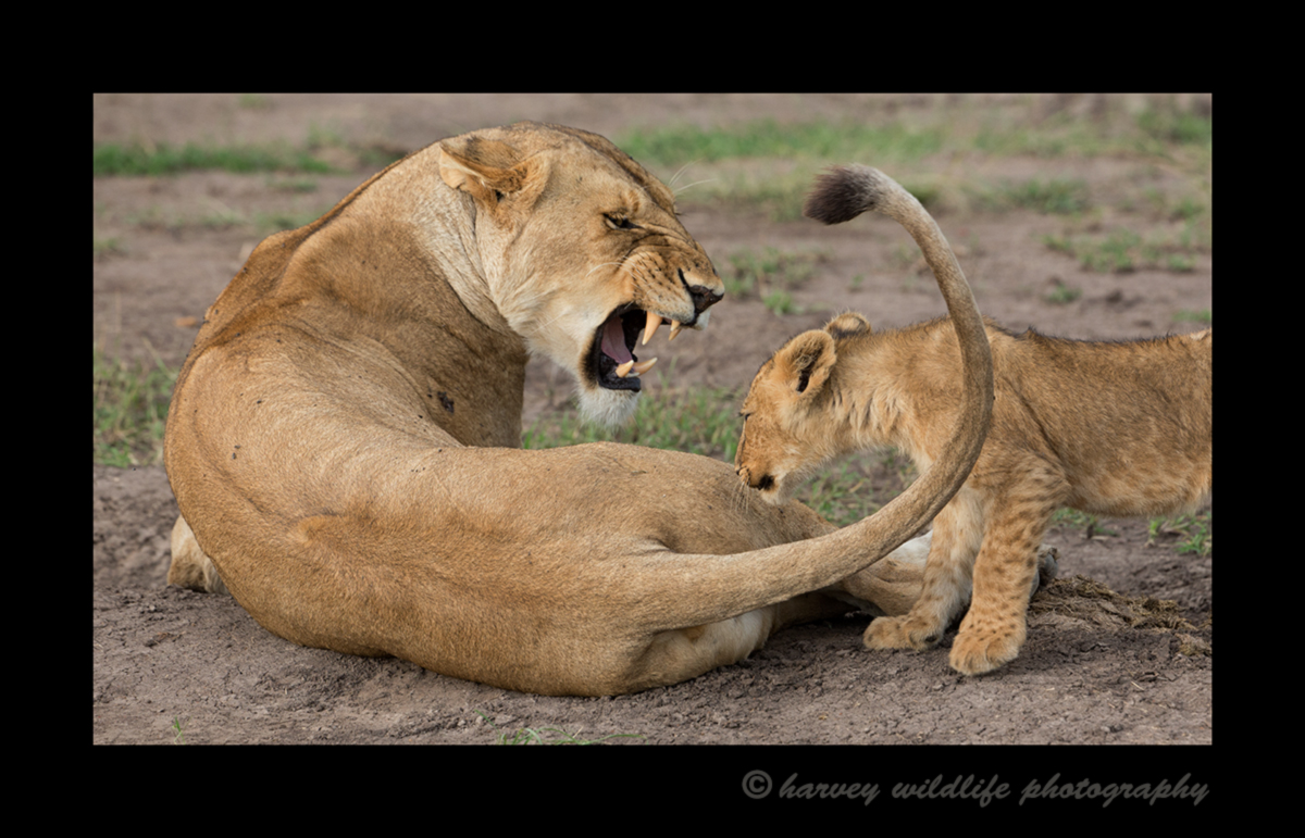 Picture of a lioness snarling at a lion cub. Photo taken in the Masai Mara National Reserve near Governors Camp in Kenya
