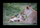 Lioness and cub grooming