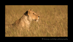 Picture of a lioness in tall grass in the Masai Mara National Reserve in Kenya. Photo by Harvey Wildlife Photography. 