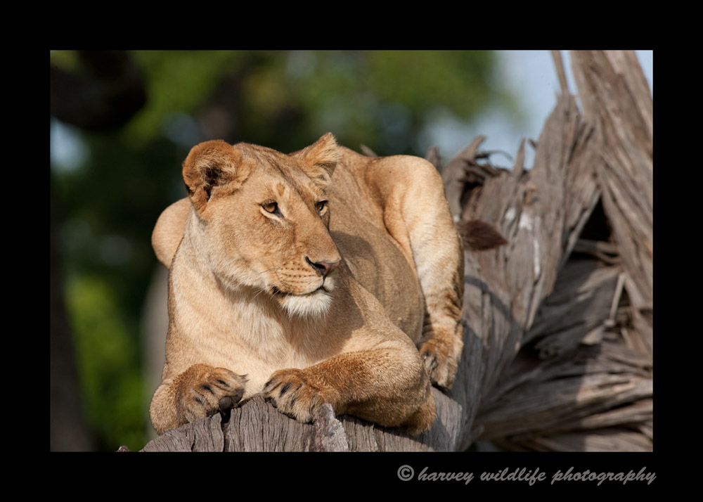 Lioness-on-log