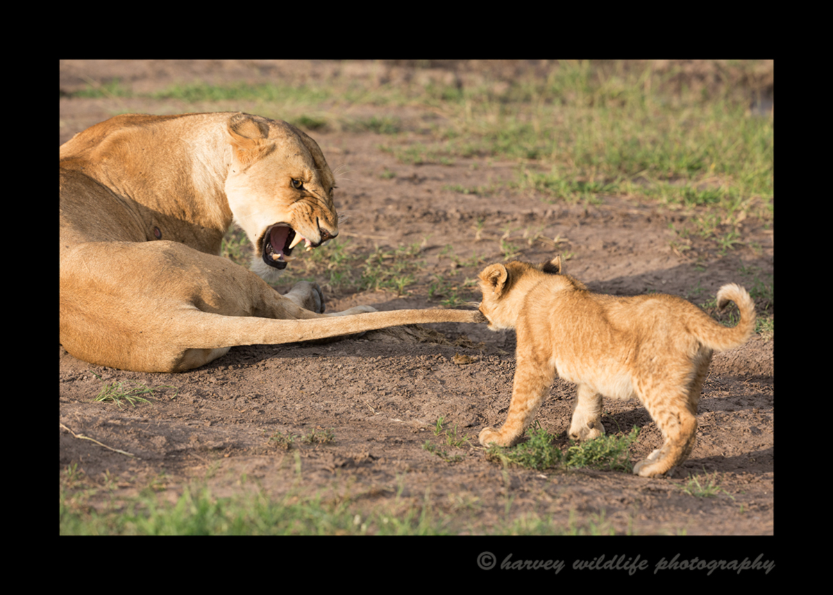Picture of a lion cub pulling a lioness tail. Photo taken in the Masai Mara National Park near Governors Camp in Kenya.