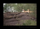 Mara Lionesses on the Rocks
