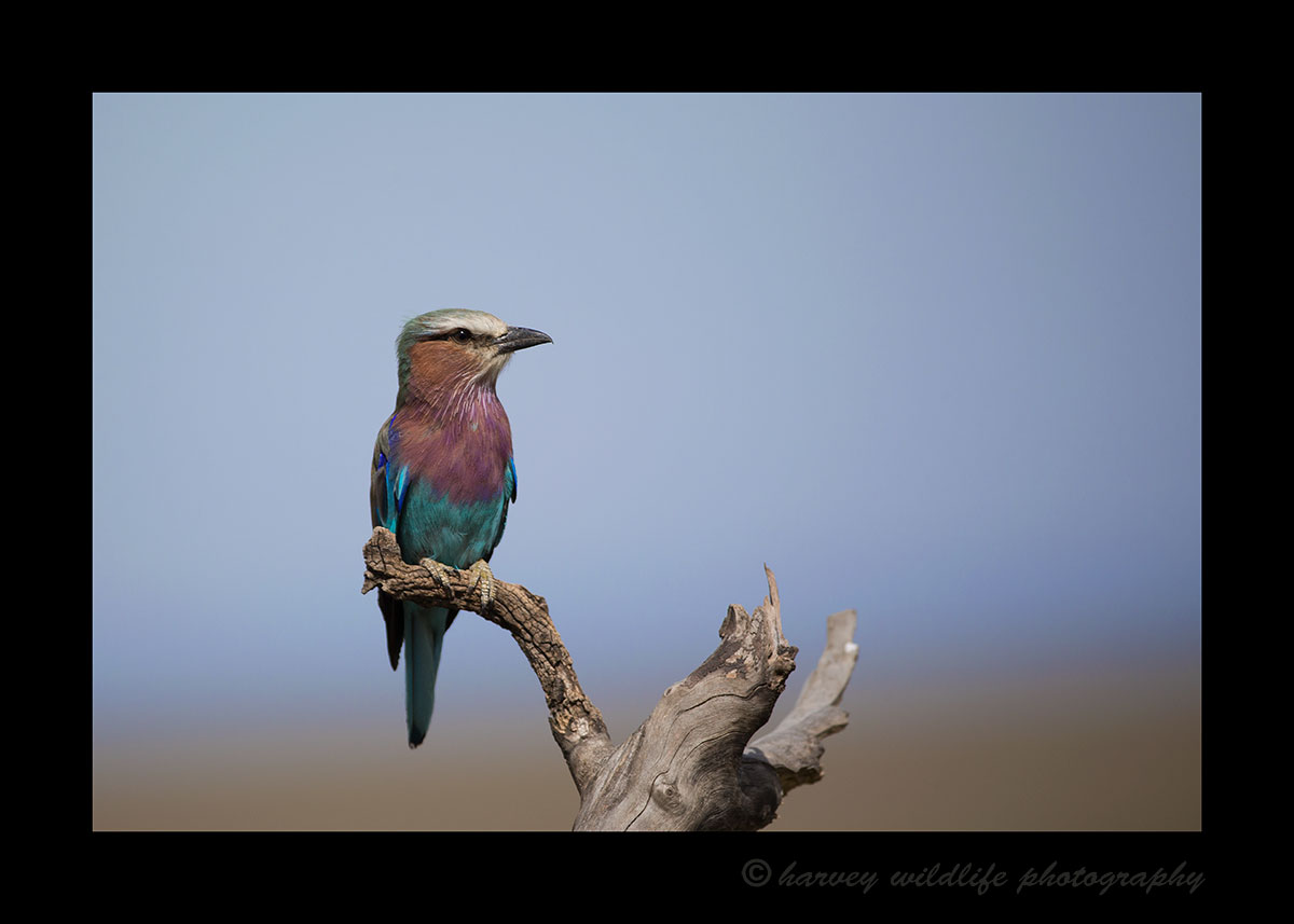Lylac-Breasted-Roller