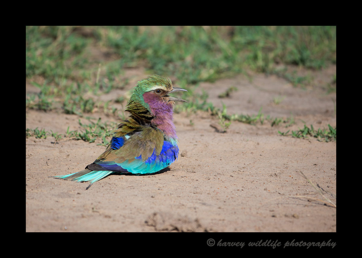 Picture of a lylac roller enjoying a dust bath in the Masai Mara National Reserve in Kenya.