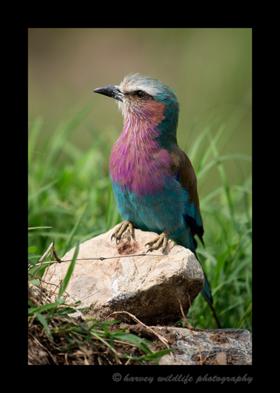 Picture of a lylac breasted roller in Masai Mara, Kenya. Photo by Harvey Wildlife Photography. 