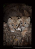 These lynx kittens are wildlife models.
