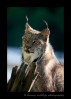 This Canadian lynx is a wildlife model.