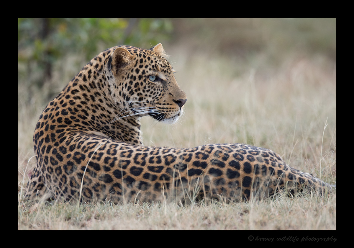 Male Leopard February, 2018
