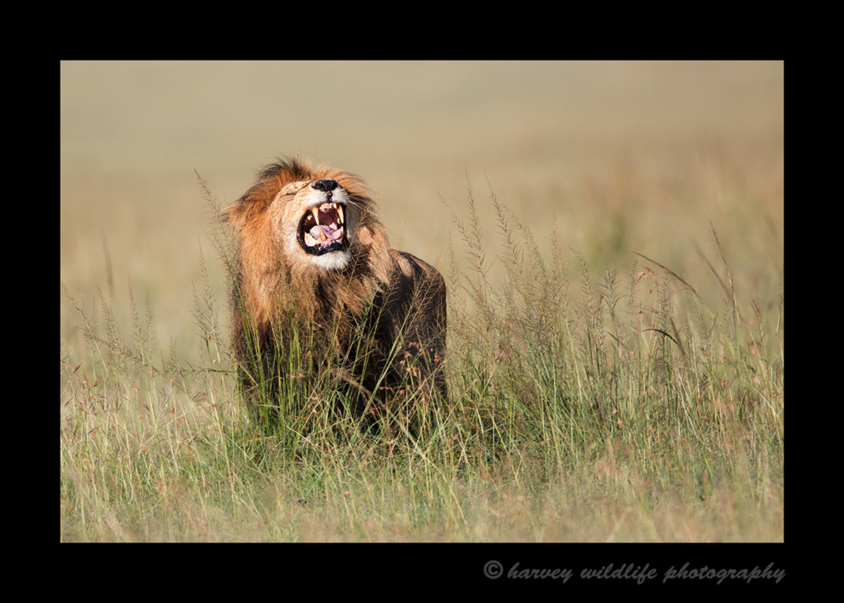 Male-Lion-Tasting-Scent