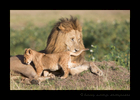 Male-Lion-and-Cub