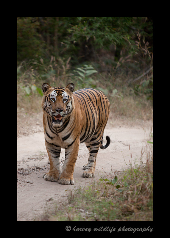 This is B2. He is a large male bengal tiger in Bandhavgarh National Park. 